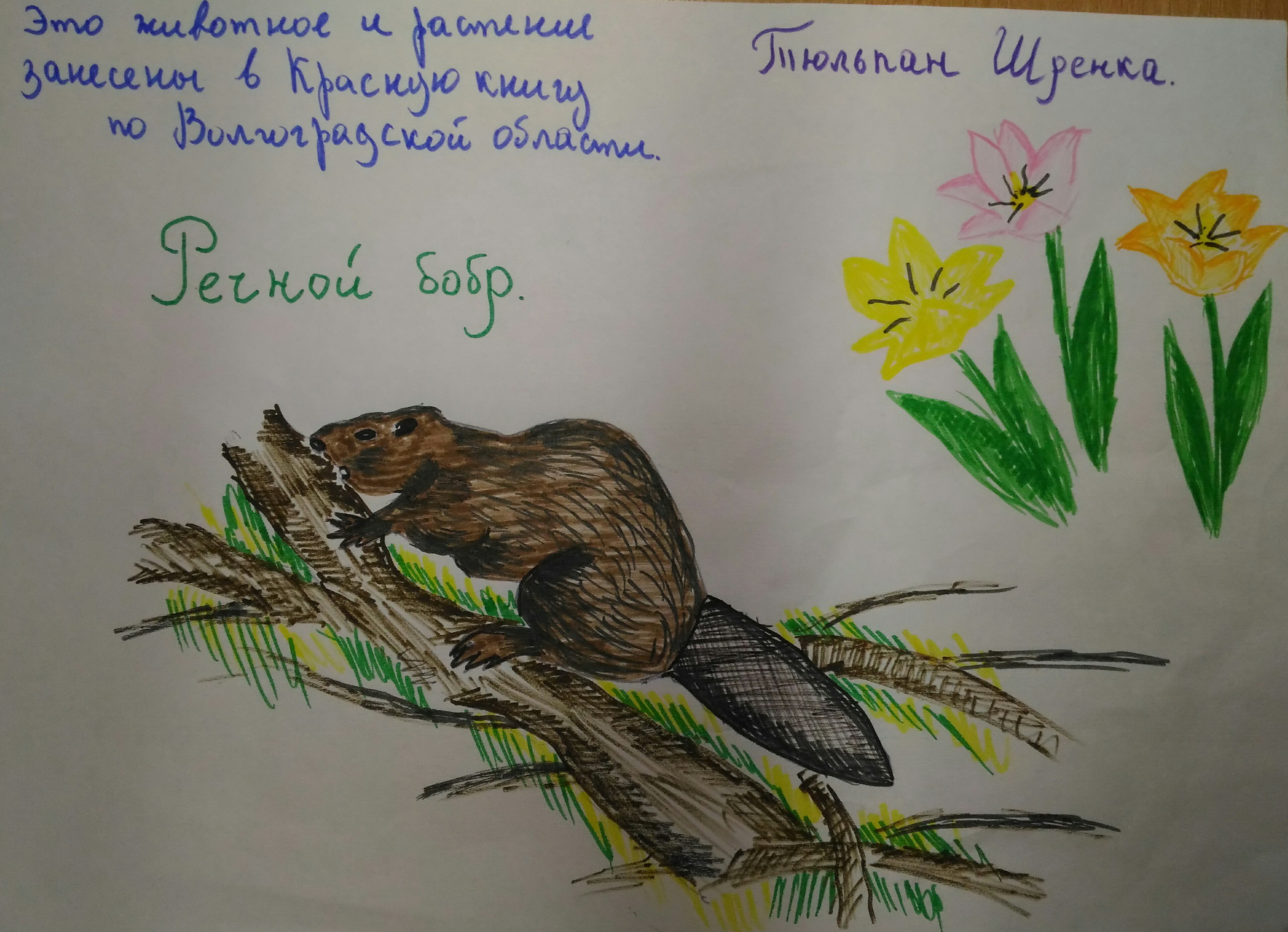 Животные красной книги Волгоградской области рисунок